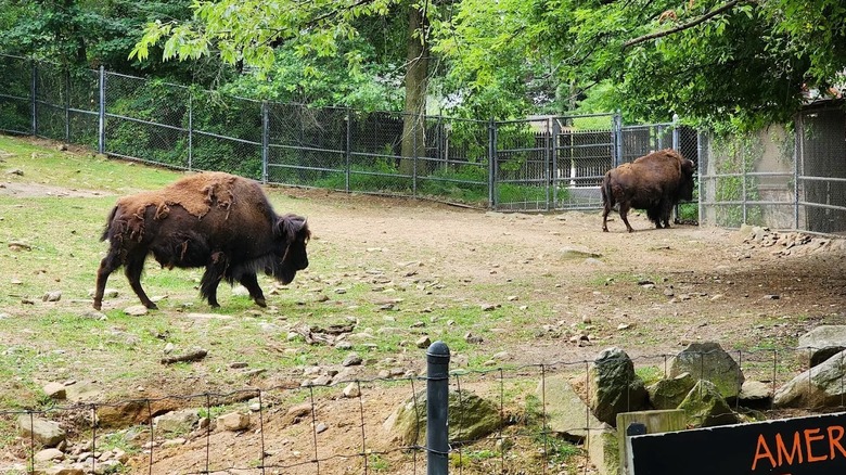 Two bison walking in a fenced enclosure at Connecticut's Beardsley Zoo near Trumbull, Connecticut.