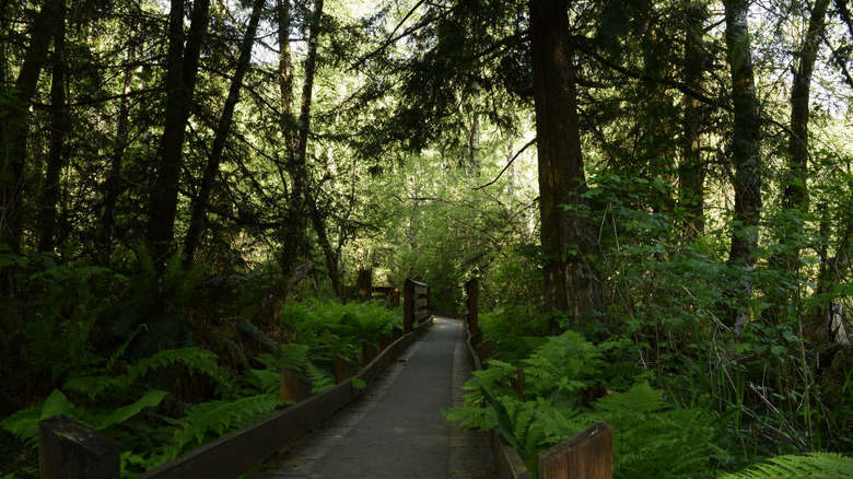 A nature trail leads through the trees in the Capitol State Forest near Olympia, Washington