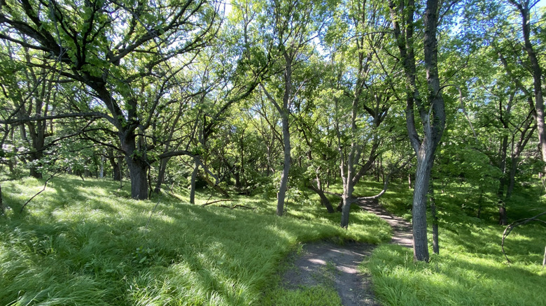 Forested trails through Oak Grove Park in Hawarden, Iowa