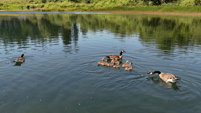 Geese play in Columbia River