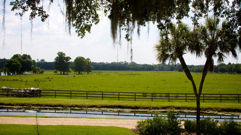 View over a pasture at Creek Ranch WMA in Central Florida