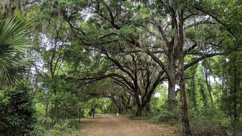 Lush trees surround a path at Carney Island Recreation & Conservation Area