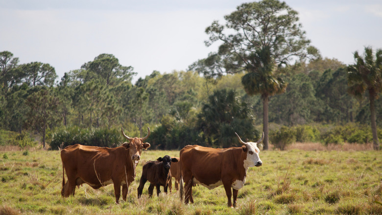 Cattle in Indiantown, Florida