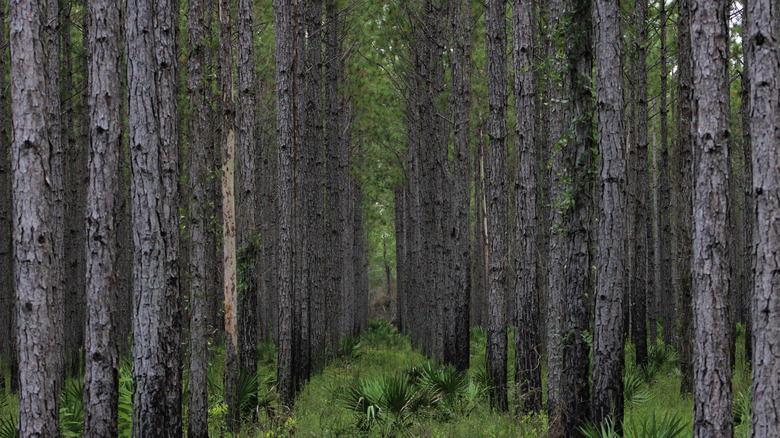 Slash pines at Tiger Bay State Forest