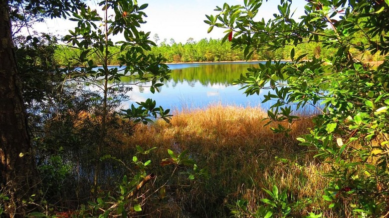 A pond surrounded by greenery at Tiger Bay State Forest