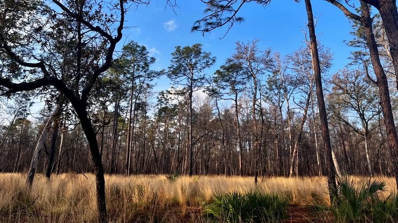 A trail within Lower Wekiva River Preserve