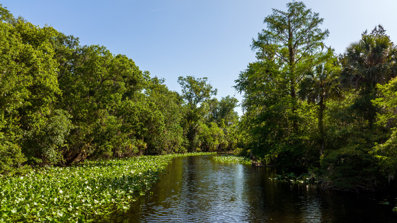 The Wekiva River bordered by lush swampy forests