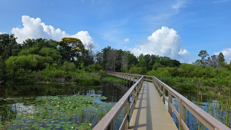 An elevated boardwalk running through South Lake Howard Nature Park in Florida on a sunny day