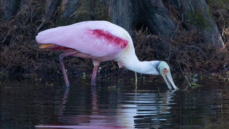 Rosetta Spoonbill at South Lake Howard Nature Park