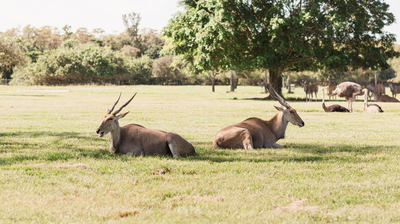 Antelopes in a Florida safari park