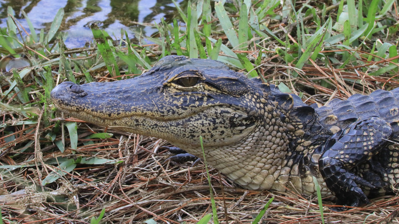 Florida alligator relaxing in the marsh