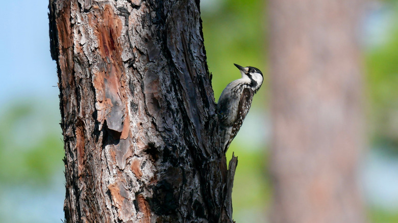Woodpecker in Three Lakes Wildlife Management Area in Florida