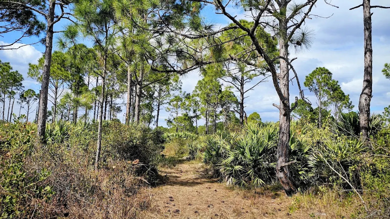 Hiking trail in Allapattah Flats