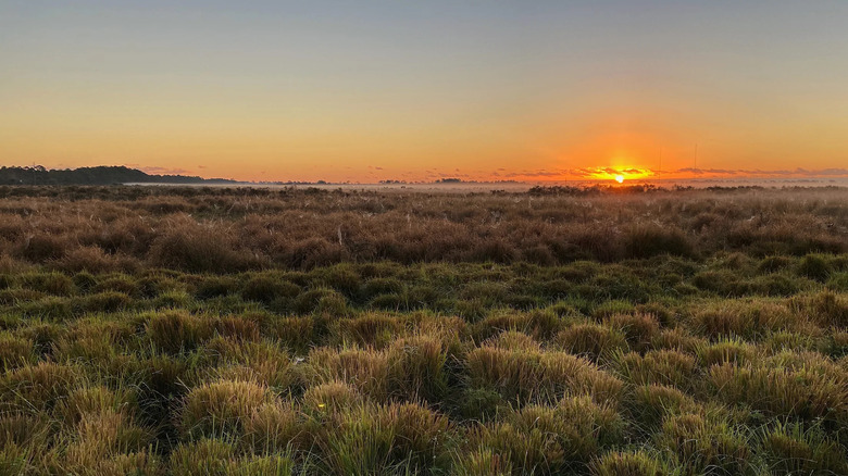 Golden light over Allapattah Flats