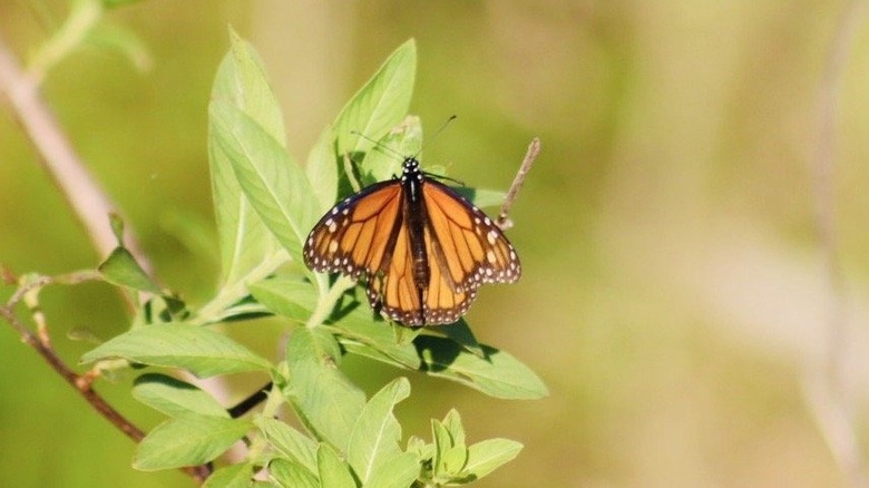 Monarch butterfly at Allapattah Flats