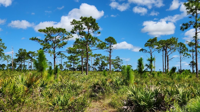 Typical Florida scrubland with tall pine trees and dense, low palmettos, inland of Indian River County