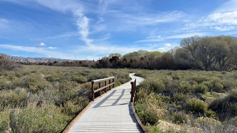 The boardwalk trail at Big Morongo Canyon Preserve