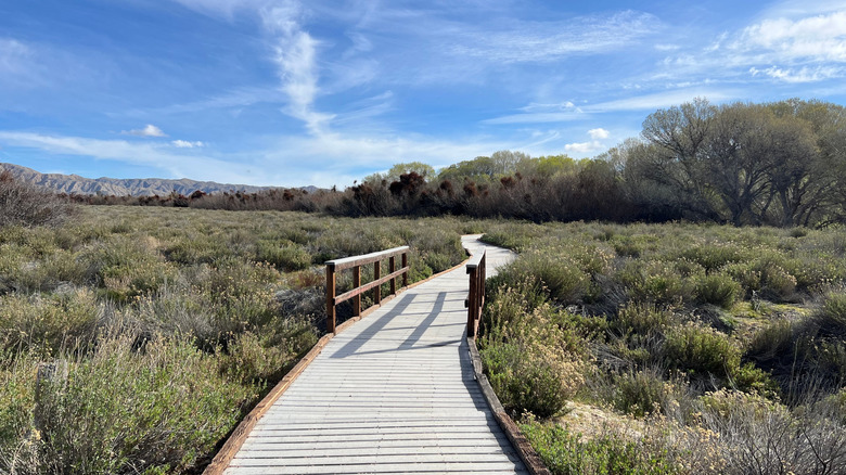 The boardwalk trail at Big Morongo Canyon Preserve