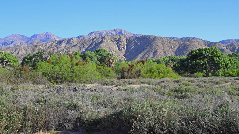 This is the Big Morongo Canyon Preserve with mountain backdrop