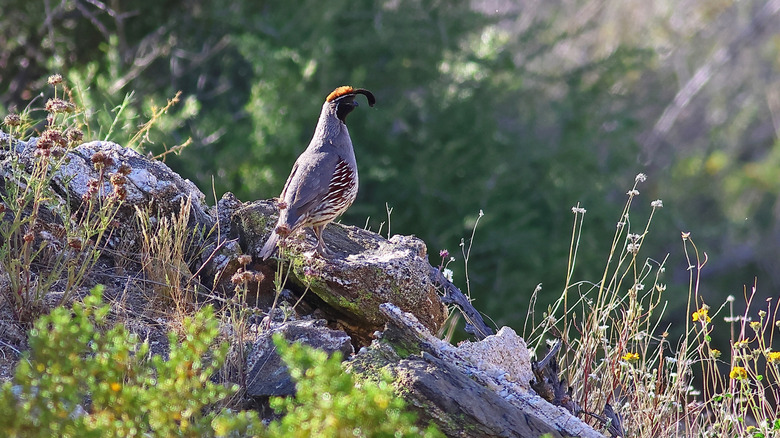 One of the birds of the Big Morongo Canyon Preserve