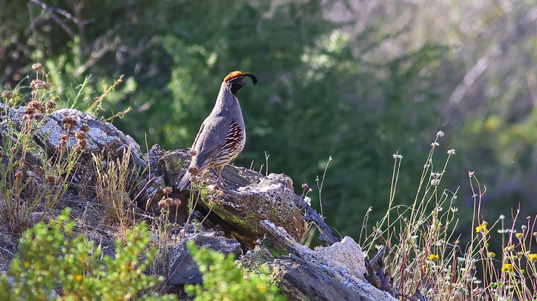 One of the birds of the Big Morongo Canyon Preserve