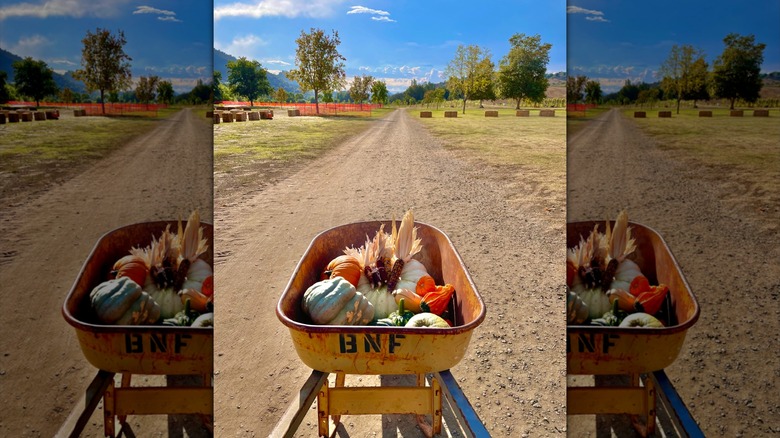 A wheelbarrow full of pumpkins at Bates Nut Farm