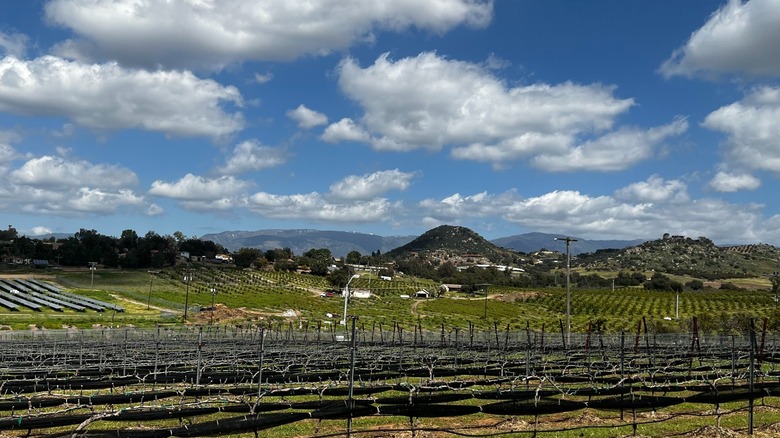 View from Pauma Vista Vineyard in Valley Center, California
