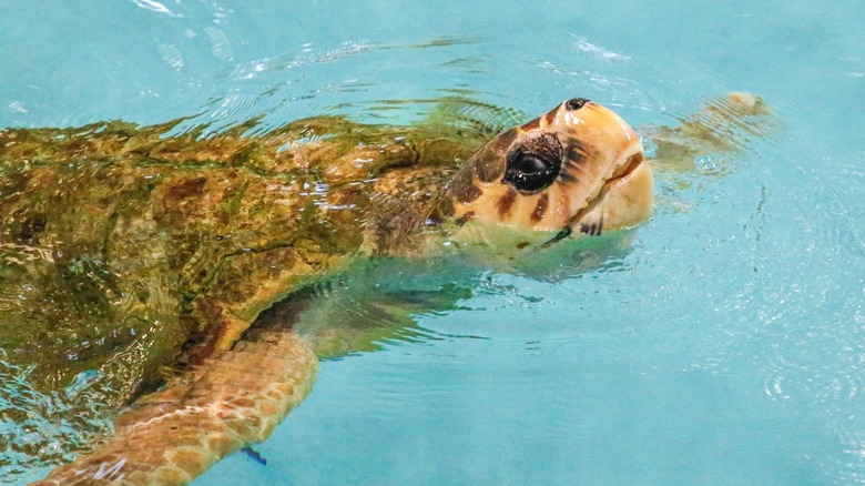 Navarre Beach Sea Turtle Conservation Center﻿
