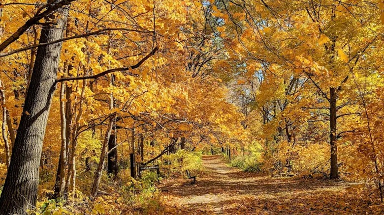 A path in Silver Springs State Park, Illinois, blazing with golden autumn leaves