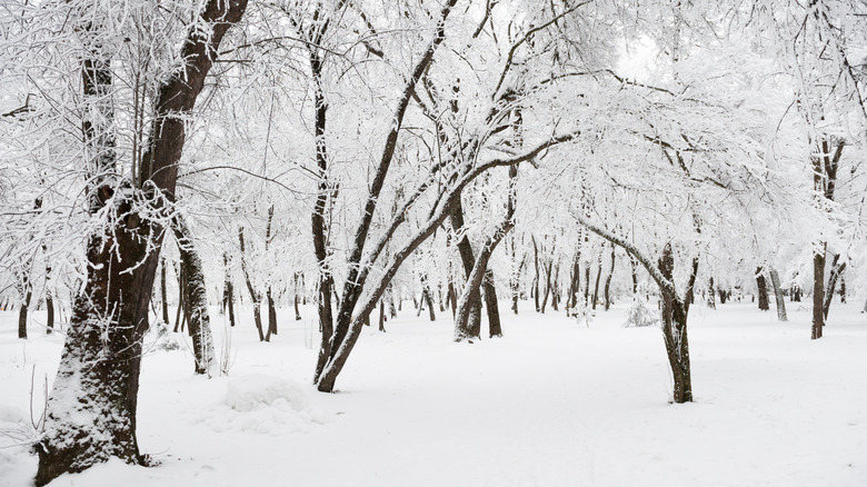 Snowy scene in Welsh Mountain Nature Preserve