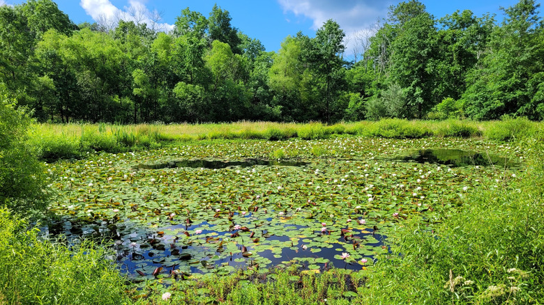 Pond filled with lily pads at Fernbrook Park in Pennsylvania