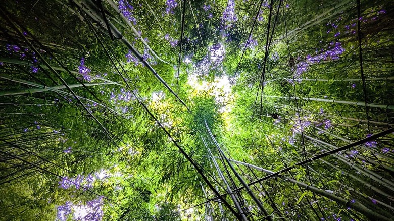 Views from below a bamboo canopy with light trickling in between the leaves at Glenroy Preserve in Pennsylvania.