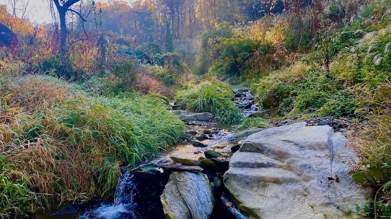 A creek flowing over rocks creating small waterfalls in a colorful woodland at Glenroy Preserve in Pennsylvania .