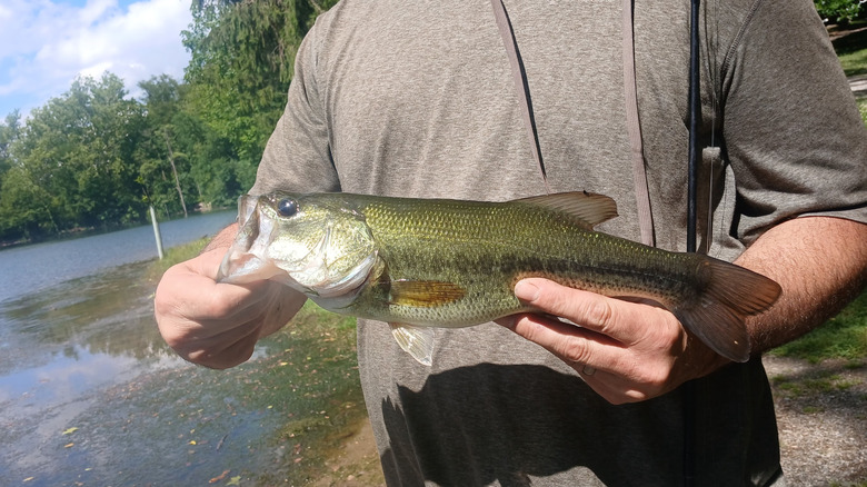 A largemouth bass fish caught at Lake Grubb in West Hempfield Township, Pennsylvania