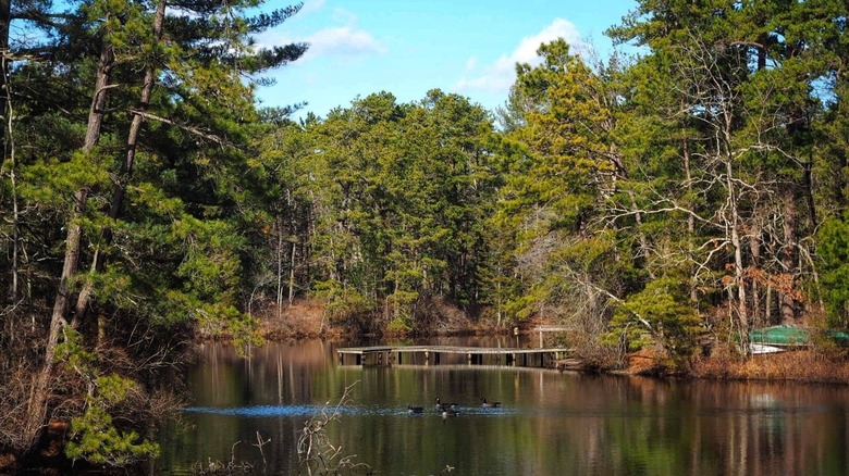 Pond surrounded by dense pine forest at Woodford Cedar Run Wildlife Refuge in Medford Township, New Jersey