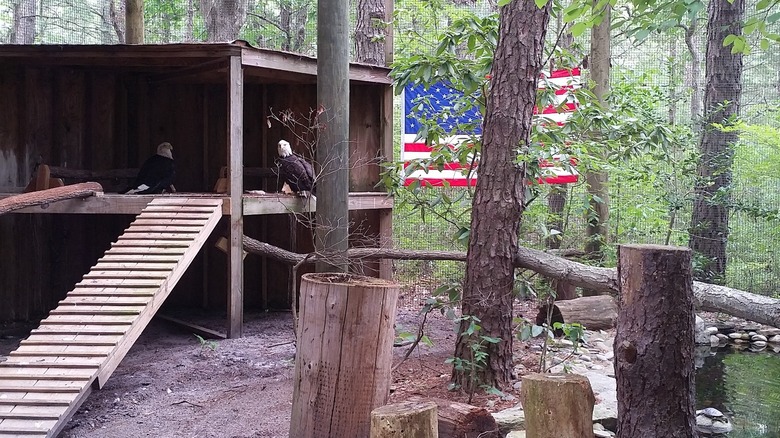 Bald eagle enclosure in Woodford Cedar Run Wildlife Refuge in Medford Township, New Jersey