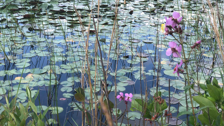 Purple flowers and lily pads floating on water in the wetlands of Brendan T. Byrne State Forest.