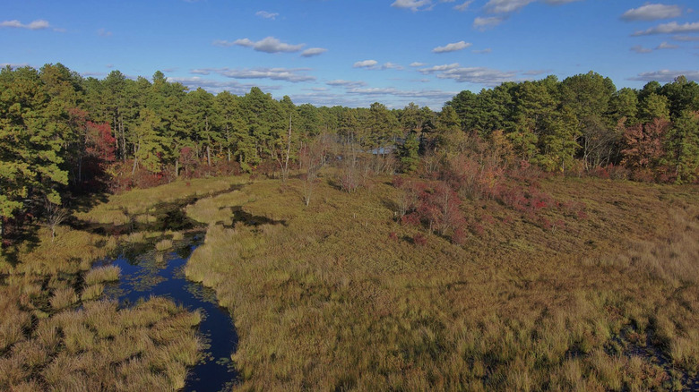 Boggy, swampy area in Brendan T. Byrne State Forest.