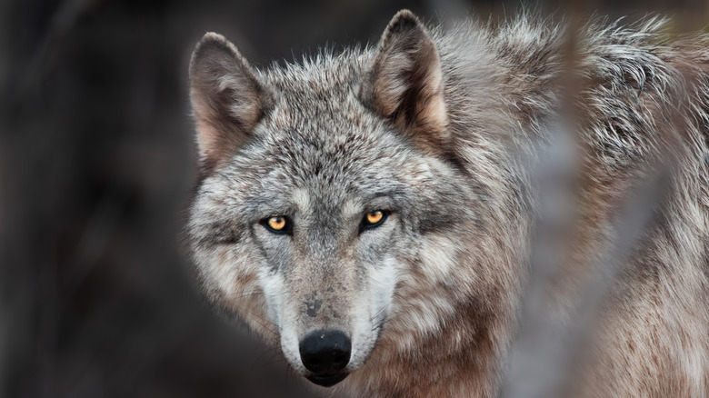 Portrait of a gray wolf at Out of Africa in Camp Verde, Arizona
