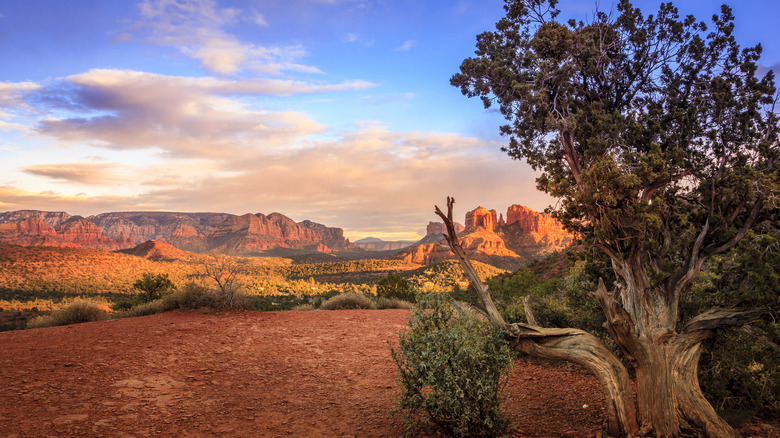 Cathedral Rock in Sedona with an old tree