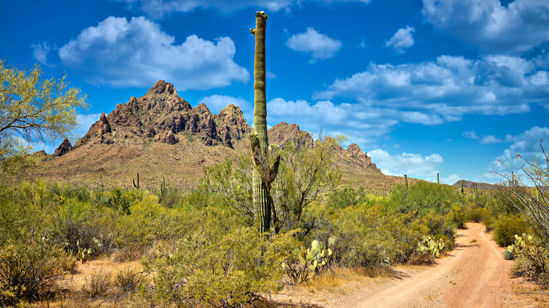 Scenery in Ironwood National Forest Monument