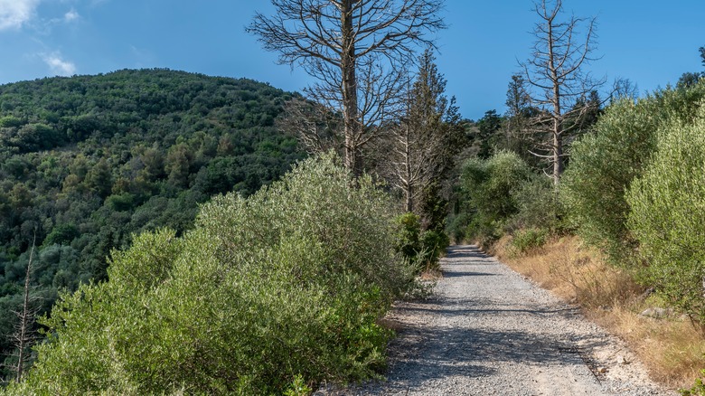 A trail runs through the trees up Monte Pisano near Capannori