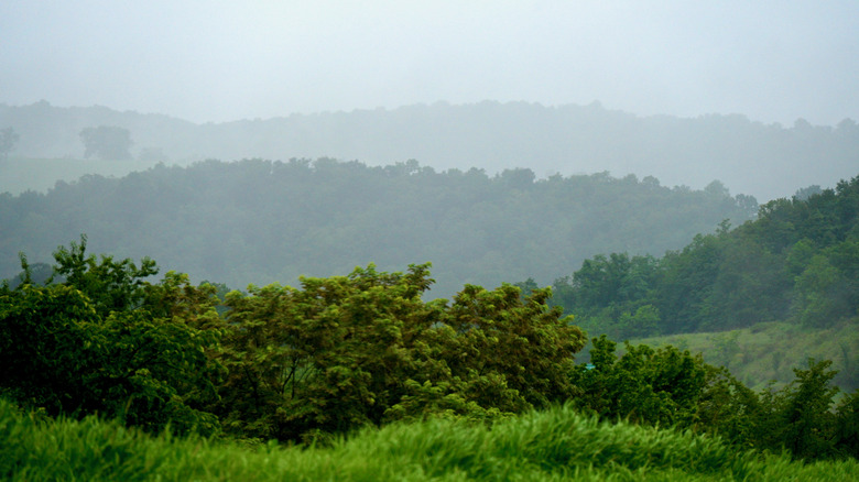 Secondary forest trees shrouded in fog in Pennsylvania's Alleghenies