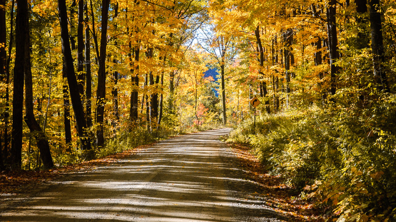 A dirt road in the Allegheny National Forest near Marienville, Pennsylvania