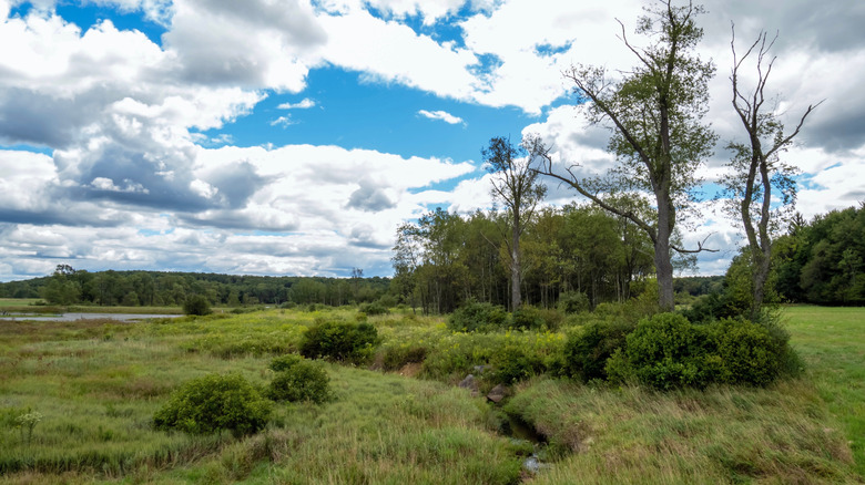Trees, water, and grassy land in the Buzzard Swamp Wildlife Management Area