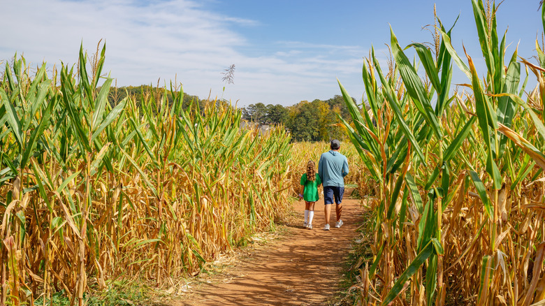 A father and daughter walking through a corn maze