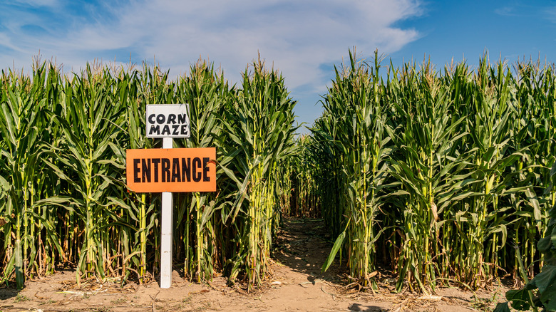 An image of the entrance to a corn maze