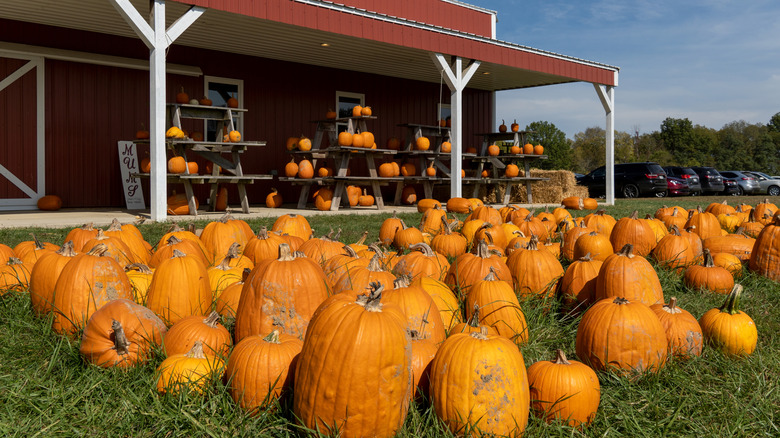 Pumpkins for sale on a farm in Ohio