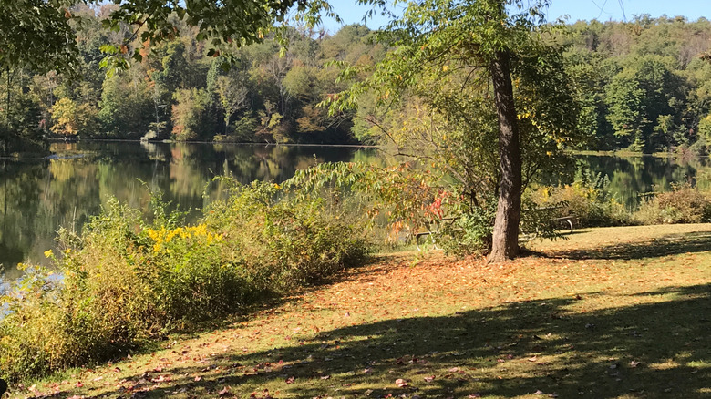 A grassy picnic area with trees and tables beside Belmont Lake in Barkcamp State Park.
