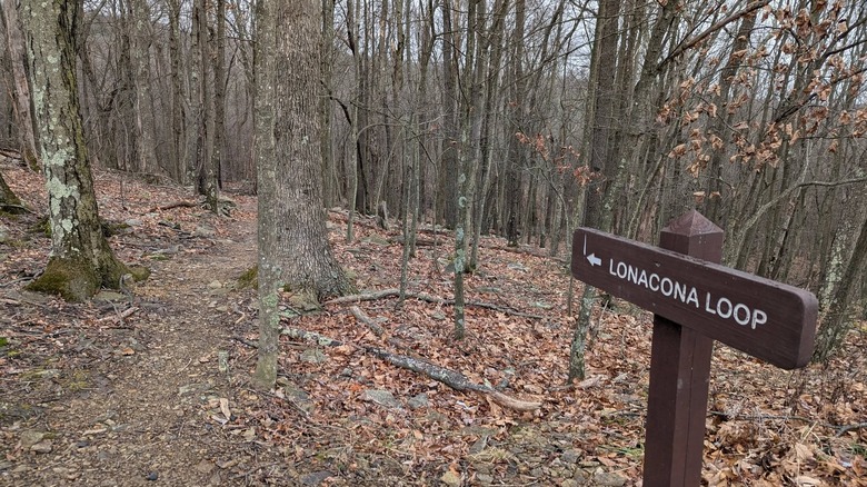 The beginning of the Lonacona Loop Trail in Dans Mountain State Park, Maryland